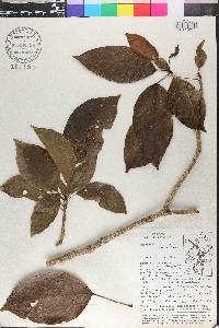 Dendropanax arboreus image