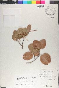 Coccoloba krugii image