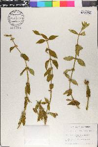 Borreria latifolia image