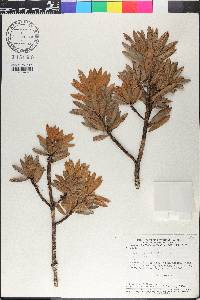 Podocarpus sellowii image