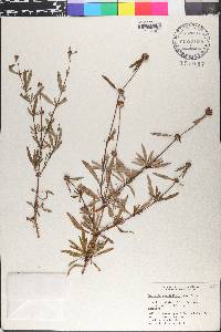 Spermacoce verticillata image