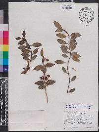 Codonanthopsis crassifolia image