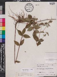 Pycnanthemum floridanum image