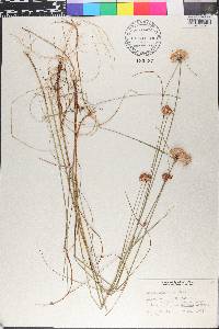 Eriophorum virginicum image