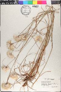 Eriophorum virginicum image