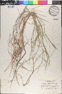 Muhlenbergia uniflora image