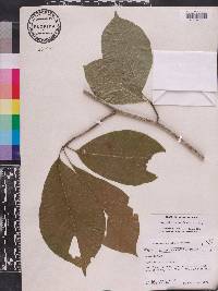 Magnolia acuminata image