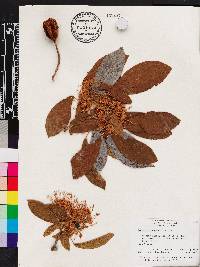 Reevesia pubescens image