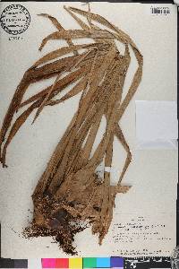 Guzmania dissitiflora image