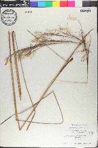 Andropogon bicornis image