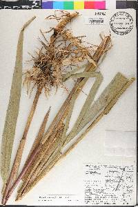 Phragmites australis image