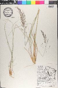 Sporobolus heterolepis image