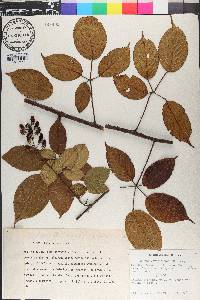Rubus verae-crucis image