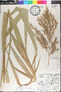 Phragmites australis image