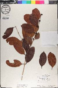 Eugenia acapulcensis image