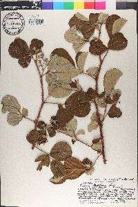 Rubus ellipticus image