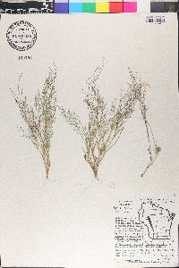 Eragrostis frankii image