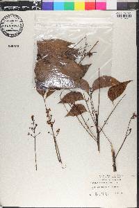 Swietenia macrophylla image