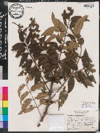 Zanthoxylum clava-herculis subsp. clava-herculis image