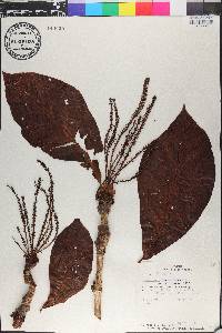 Coccoloba lasseri image