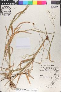Rugoloa pilosa image