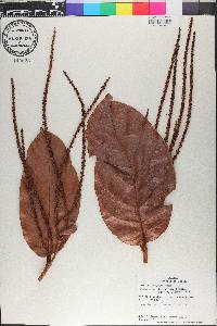 Coccoloba belizensis image