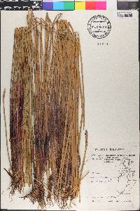 Eleocharis fistulosa image