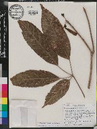 Handroanthus serratifolius image