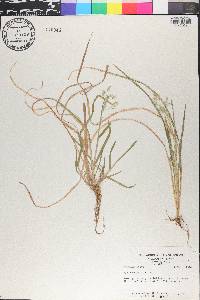 Poa cuspidata image