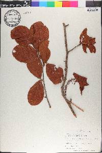 Coccoloba reflexiflora image