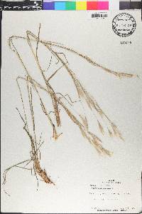Andropogon bicornis image