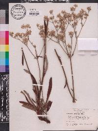 Eriogonum floridanum image