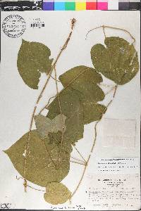 Matelea carolinensis image