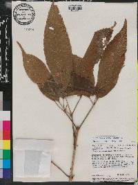 Handroanthus serratifolius image