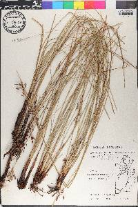 Fimbristylis thermalis image