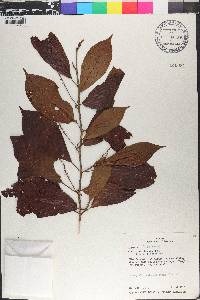Coccoloba obovata image