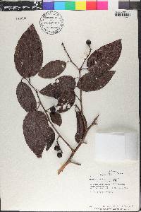 Coccoloba gentryi image
