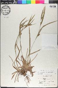 Carex glaucodea image