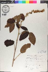 Rubus praecox image