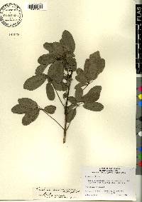 Tabebuia bahamensis image