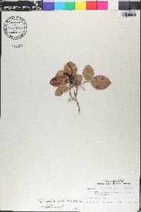 Coccoloba swartzii image