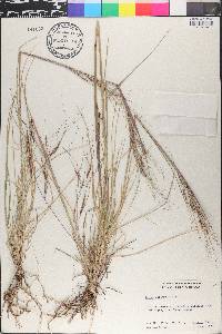 Nassella pulchra image