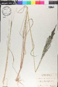 Diplachne fusca subsp. uninervia image