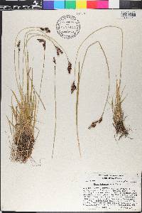 Carex heteroneura image