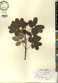 Tabebuia bahamensis image