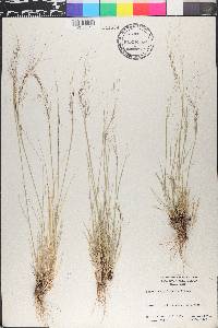 Nassella cernua image