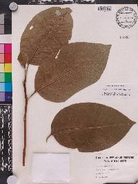 Magnolia acuminata image