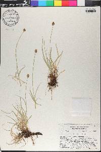 Carex jonesii image