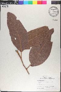 Coccoloba diversifolia image
