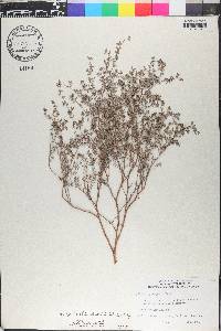 Euphorbia lecheoides image